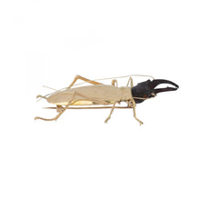 Load image into Gallery viewer, Mid-Century 18K Gold Beetle Brooch
